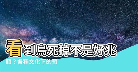 一直看到死掉的鳥|【一直看到鳥】鳥兒的暗號！一直看到鳥代表什麼？